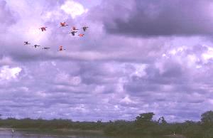 Roseate Spoonbills take flight
